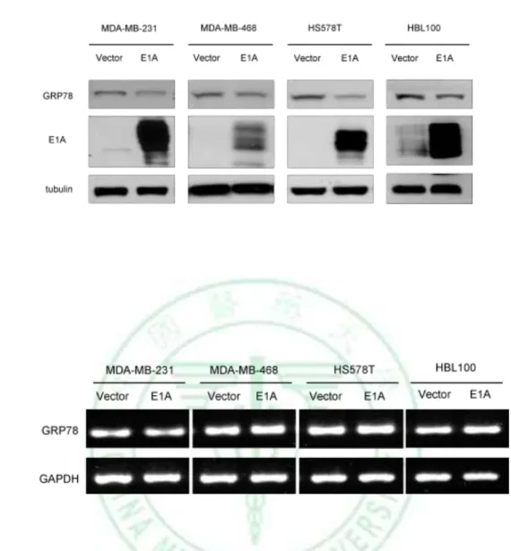 Figure 2. E1A suppresses the expression of GRP78 in protein levels but not mRNA  level in E1A-transfected cells