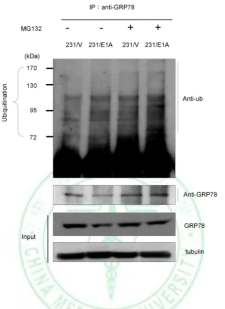 Figure  6.  The  ubiquitin-dependent  proteolysis  of  GRP78  is  required  for  E1A-mediated  GRP78  degradation