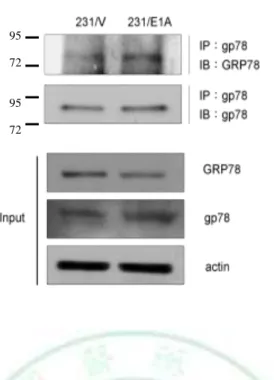Figure  9.  gp78  physically  interacted  with  GRP78.  231/V  and  231/E1A  cells  were  treated with the proteasome inhibitor MG132 (5 M) for 12 hours