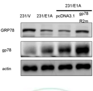 Figure  10.  E1A-mediated  downregulation  of  GRP78  is  required  for  gp78’s  E3  ubiquitin  ligase  activity