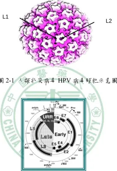 圖 2-1  人類乳突病毒 HPV 病毒顆粒示意圖 