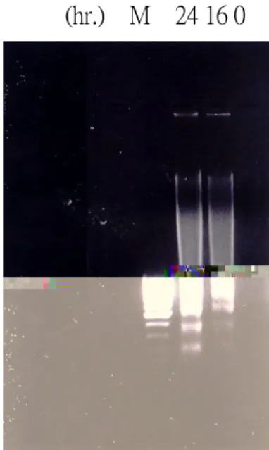 圖 5.  電泳分析 ursolic acid  處理之 CH27 細胞核 DNA 斷裂情形。 