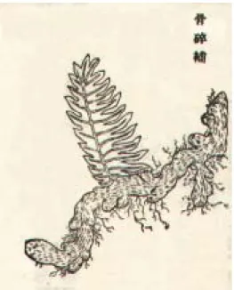 圖 2-13 引自＜植物名實圖考＞之骨碎補 (57)