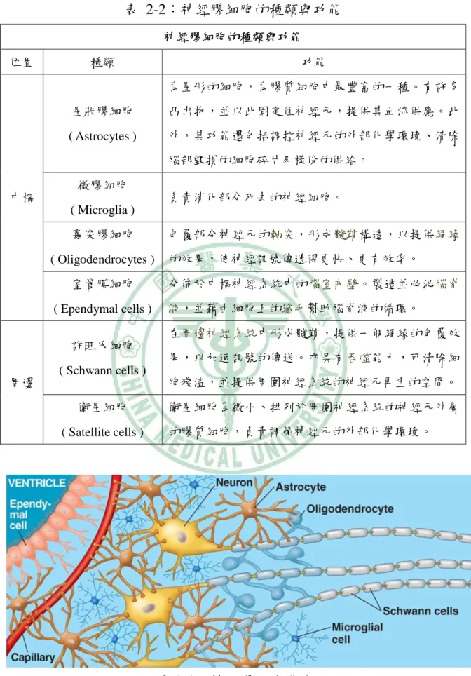 表 2-2：神經膠細胞的種類與功能 神經膠細胞的種類與功能 位置 種類 功能 中樞 星狀膠細胞 ( Astrocytes ) 為星形的細胞，為膠質細胞中最豐富的一種。有許多凸出物，並以此固定住神經元，提供其血流供應。此外，其功能還包括調控神經元的外部化學環境、清除腦部毀損的細胞碎片及樣份的供給。微膠細胞 ( Microglia ) 負責消化部分死去的神經細胞。 寡突膠細胞 ( Oligodendrocytes ) 包覆部分神經元的軸突，形成髓鞘構造，以提供絕緣的效果，使神經訊號傳遞得更快、更有效率。 室管膜