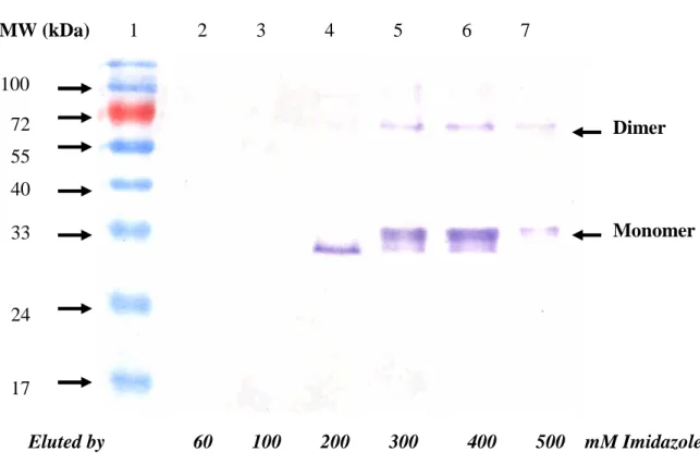 Fig. 2. (B) MW (kDa) 1 2 3 4 5 6 7 Eluted by 60 100 200 300 400 500 mM Imidazole1007255403324MonomerDimer17
