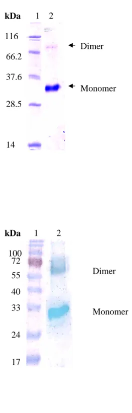 Fig. 1. (A) (B) 1 21428.537.666.2116 Dimer Monomer 1 2 100 72 55 40 33 24 17 Dimer MonomerkDakDa
