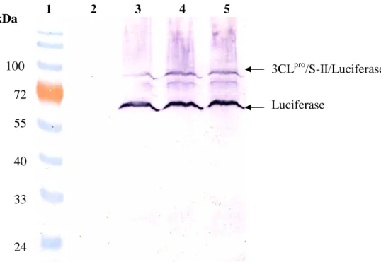 Fig. 2. 1 2 3 4 5 72100 55 40 33 24 Luciferase3CLpro /S-II/LuciferasekDa