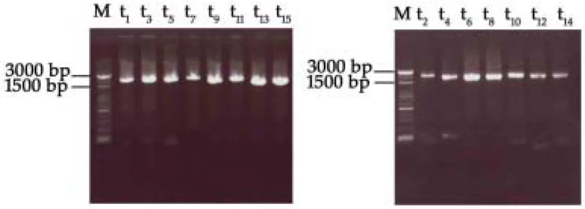 Fig. 3. The results of nested PCR analysis of a 2-kb region in 15 different reactions,  which cover the whole SARS-CoV genome, are shown