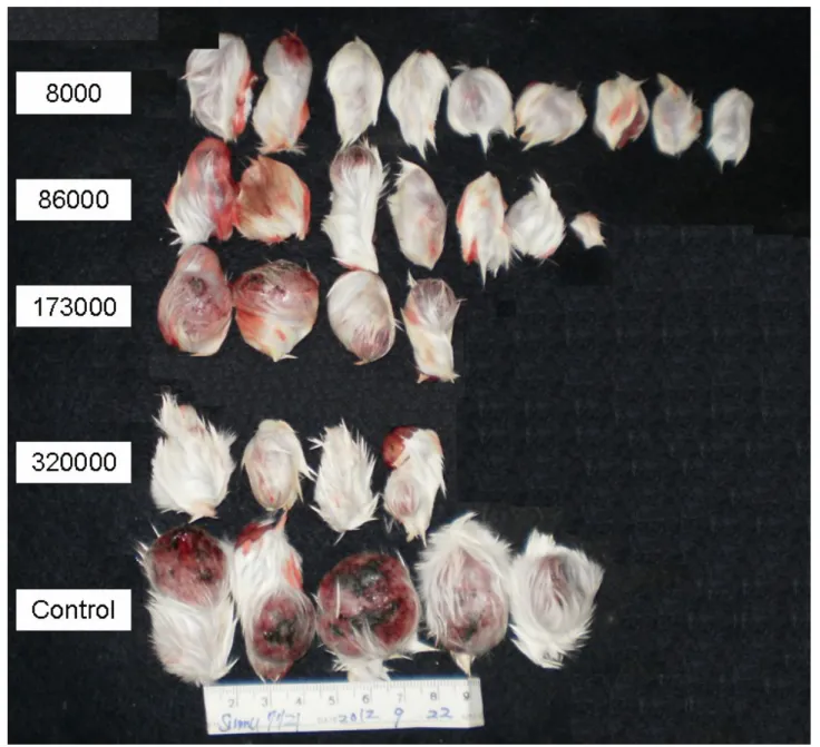 Figure   2.  After   inoculation   by   Smmu   7721   cells  to   initialize   hepatoma,   mice   of experimental   groups   were   orally   administered   different  molecular   weight  of Chitosan