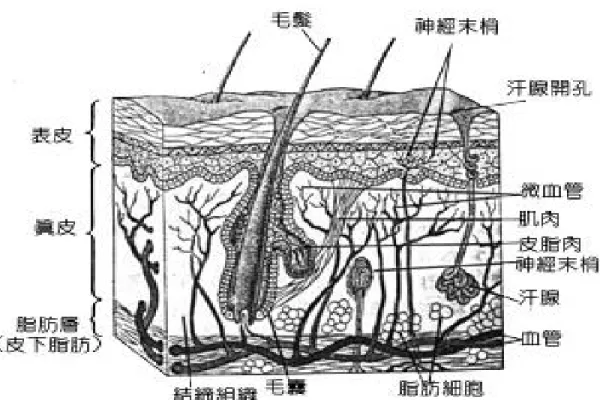 圖 1.  皮膚構造圖