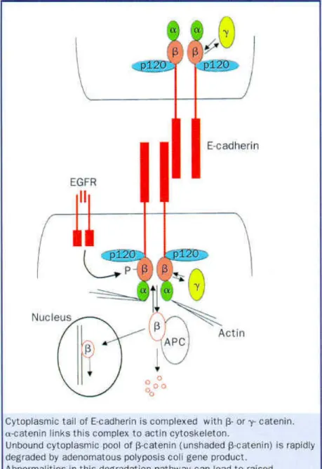 Figure 1.    Schematic cadherin structure model   