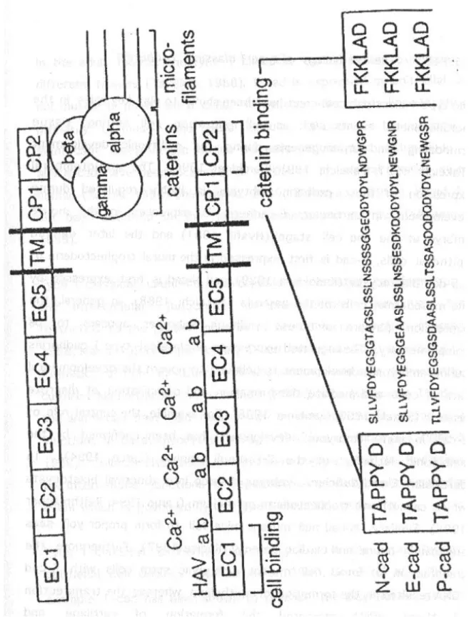 Figure 2.    Schematic representation of classical cadherin structure   
