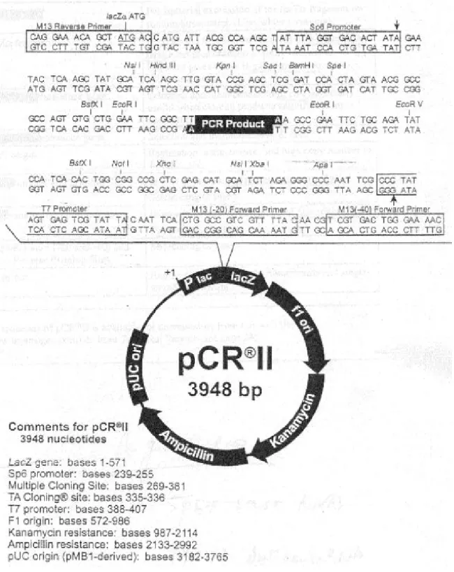 Figure 3. Schematic representation of PCR-II vector 