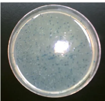 Figure 4.    Agar plate for transformed bacterial selection. 當 被 含 有 cadherin product 所 clone 的 PCR II vector  轉植成功的 TOP10F’細胞則形 成白色菌落，若不含有 cadherin product 所 clone 的 PCR II vector  轉植成 功的 TOP10F’細胞則形成藍色菌落，若轉植不成功的 TOP10F’細胞則無法 成長形成菌落。 
