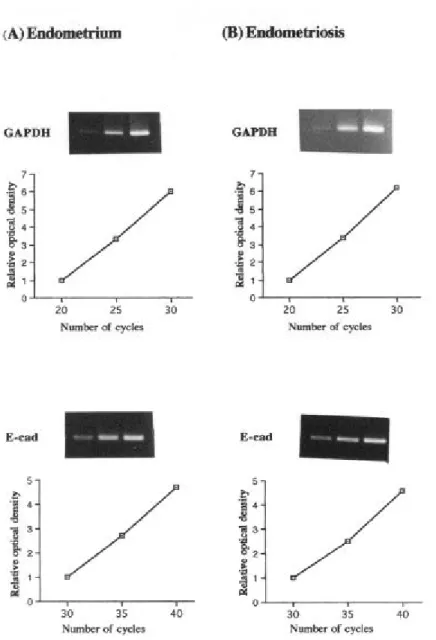 Figure 6. Validation of semiquantitative RT-PCR for GAPDH or E-cad. 