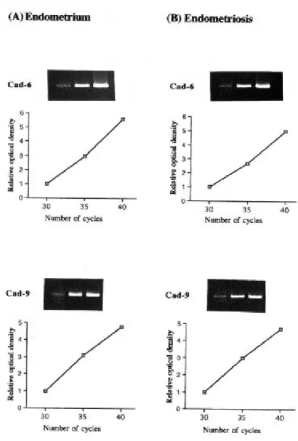 Figure 8. Validation of semiquantitative RT-PCR for cad-6 or cad-9. Total  RNA isolated from eutopic endometrium (A) and endometriotic lesion (B)  were reverse transcribed
