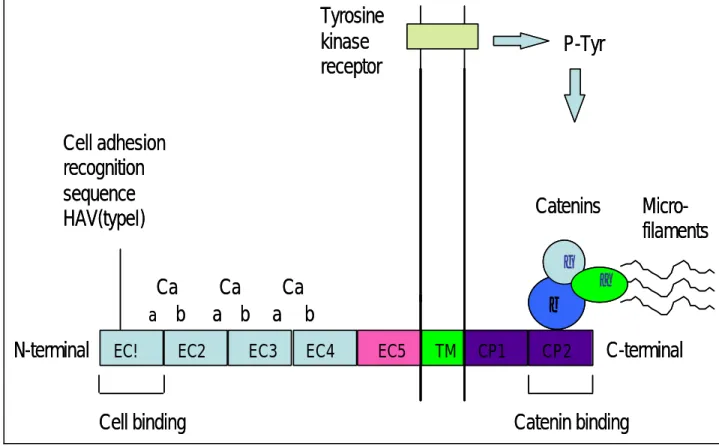 Fig. 1 . Cadherin structure     