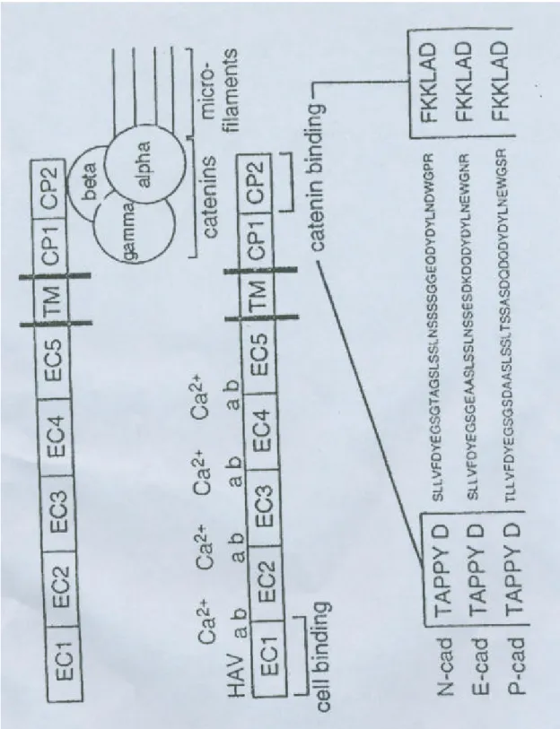 Fig. 2. The homogeneous amino acid sequences in the second  cytoplasmic domain of all classical cadherins were  used for designing the degenerate primers