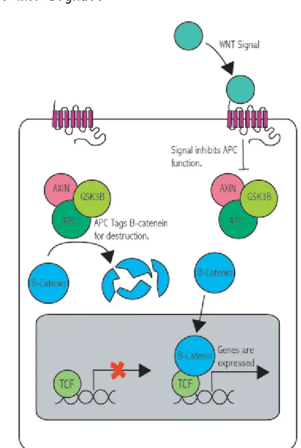 Fig. 4. WNT signal. 