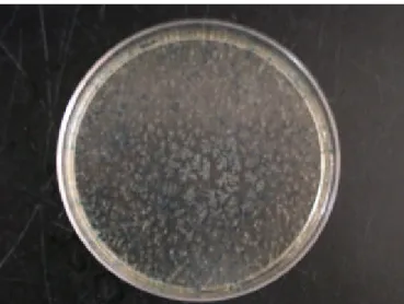 Fig. 6.  Agar plate for transformed bacterial selection.如  果有被含 cadherin product 所 clone 的 PCR-II vector  轉植成功的細胞是白色的菌落,反之則無形成菌落,但是  若是被不含有 cadherin product 所 colone 的 PCR-II   vector 所轉植成功的話,則會形成藍色的菌落。 
