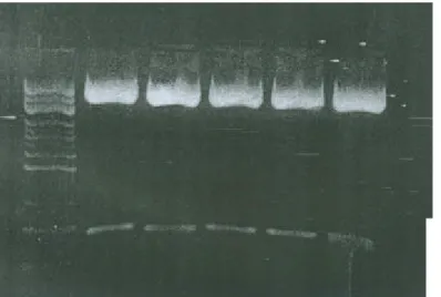 Fig. 7. Plasmid DNA 約 3.9 Kb,而我們的 degenerate PCR product  約 180 bp 經過定序分析後, 發現有六種典型 cadherin。                             ß plasmid DNA 3.9 Kb ß 180-bp Degenerate PCR products for  sequencing 