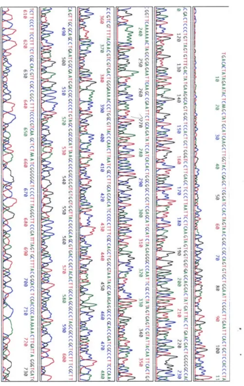 Fig. 9. An example of N-cadherin sequence 