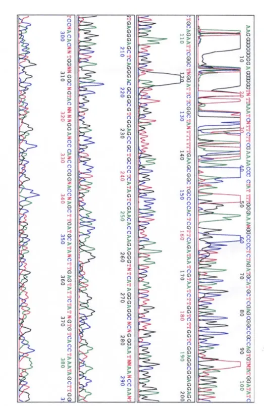 Fig. 10. An example of P-cadherin sequence 