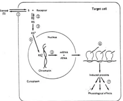 Fig. 8  類固醇荷爾蒙先滲透過漿膜 (plasma membrane) 進入細胞漿  (cytoplasm)，與類固醇接受體結合後，使類固醇接受體從 non-DNA-binding 變 成 DNA-binding 的 形 態 (receptor  transformation)，再滲透入細胞核，啟動特定基因，促進特 定 蛋 色 質 合 成 ， 造 成 特 定 生 理 反 應 。  