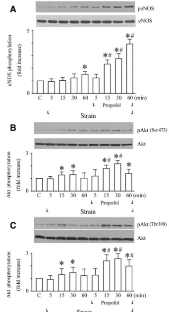 Fig. 5. Propofol enhanced cyclic strain-increased phospho-ni- phospho-ni-tric oxide synthase in vascular endothelium (eNOS)