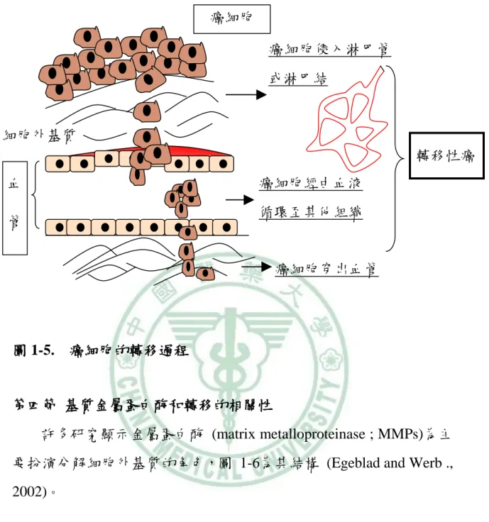 圖 1-5.   癌細胞的轉移過程 