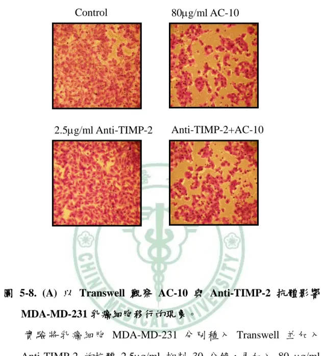 圖  5-8.  (A)  以 Transwell 觀察 AC-10 與 Anti-TIMP-2 抗體影響 MDA-MD-231 乳癌細胞移行的現象。            實 驗 將 乳 癌 細 胞 MDA-MD-231 分 別 種 入 Transwell 並 加 入 Anti-TIMP-2  的抗體 2.5g/ml  抑制 30 分鐘，再加入 80  g/ml  AC-10 處理 24 小時，然後觀察乳癌細胞 MDA-MB-231 細胞遷移 的情形，(A)為染色後顯微鏡下觀察的情形(放大倍率 200
