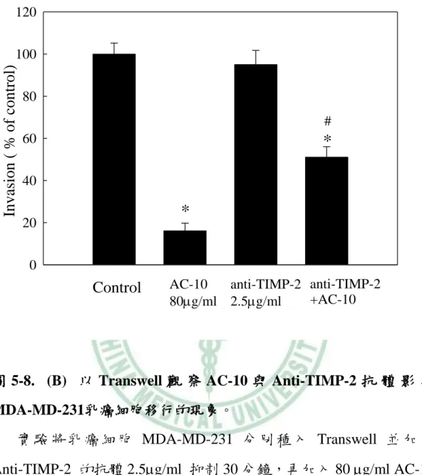 圖 5-8.  (B)  以 Transwell 觀 察 AC-10 與 Anti-TIMP-2 抗 體 影 響 MDA-MD-231乳癌細胞移行的現象。  實 驗 將 乳 癌 細 胞 MDA-MD-231 分 別 種 入 Transwell 並 加 入 Anti-TIMP-2  的抗體 2.5g/ml  抑制 30 分鐘，再加入 80 g/ml AC-10 處理 24 小時，然後觀察乳癌細胞 MDA-MB-231 細胞遷移的情形，(A) 為染色後顯微鏡下觀察(放大倍率 200X)；(B)圖是量化的結果