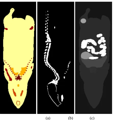 Figure 5. (a) Coronal views of the attenuation map, (b) sagittal views of the activity map for  18 F-NaF and (c) coronal views of the activity map   124 I-IAZG including a spherical lesion in right hind leg, generated using the MOBY software.