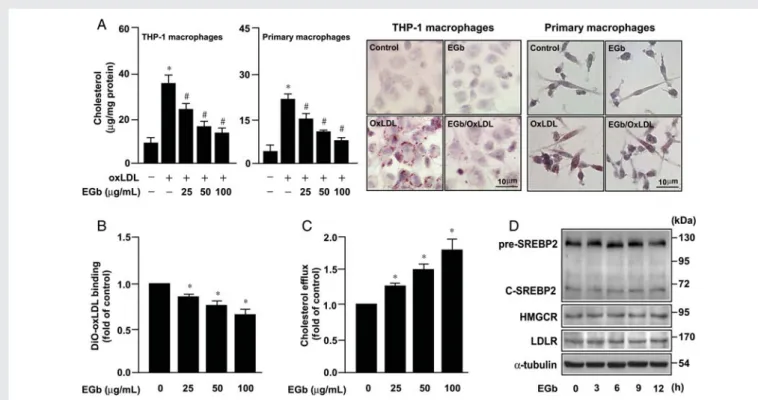 Figure 1 EGb761 attenuates the oxLDL-mediated cholesterol accumulation via reduction of oxLDL uptake and promotion of cholesterol efflux in macrophage
