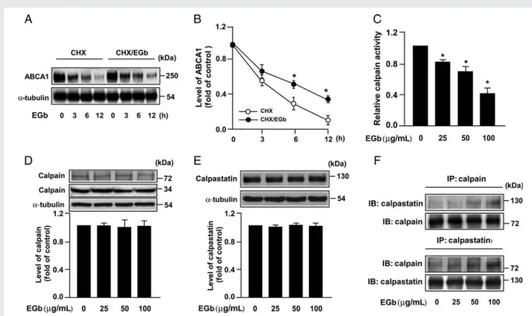 Figure 4 EGb761 increases the stability of ABCA1 protein and reduces the calpain activity