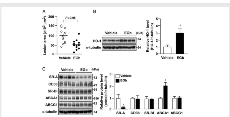 Figure 7 EGb761 attenuates atherogenesis in ApoE 2/2 mice. ApoE 2/2 mice at 4-month age were orally administrated daily with EGb761 (100 mg/
