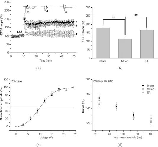 Fig. 2. LTPs induced in sham (solid circles), MCAo (open circles) and EA (open triangle) pre- pre-treated slices (a)