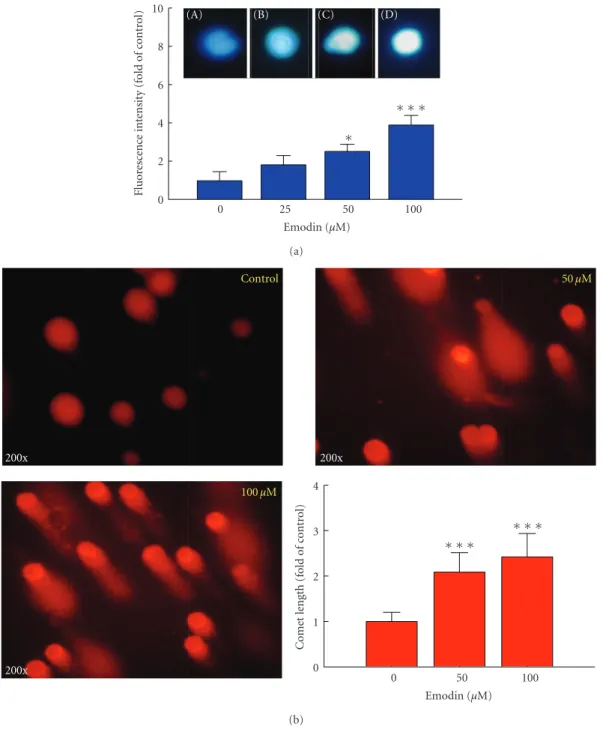 Figure 2: Eﬀects of emodin on apoptosis and DNA damage in WEHI-3 cells by using DAPI staining and Comet assay