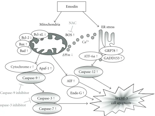 Figure 6: The proposed mechanisms of emodin-induced apoptosis in WEHI-3 cells. The flow chart shows that emodin induced apoptosis through the ER stress, mitochondria-, and caspase-3-dependent signaling pathways in murine leukemia WEHI-3 cells in vitro.