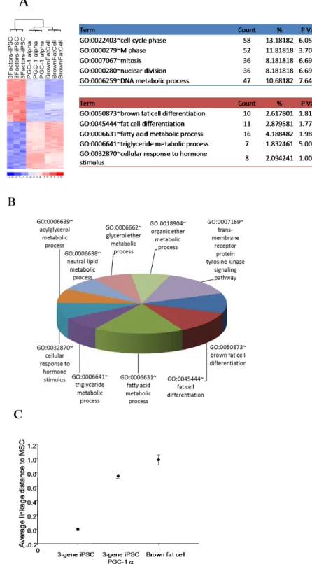 Figure 2. Gene expression profile of 3-gene iPSCs, PGC-1α - overexpressing 3-gene iPSCs  and  adipose  tissue