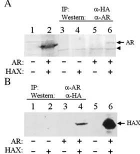 Fig. 1. Co-immunoprecipitation of HBx and AR. Huh7 cells were co-transfected with HA-tagged HBx expression plasmid (pCMV-HAX), AR expression plasmid (pSG5-AR) and their control vectors in different combinations as indicated under the gels