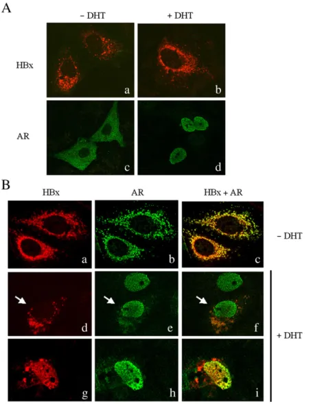 Fig. 2. Confocal microscopy of the subcellular localization of HBx and AR in Huh7 cells