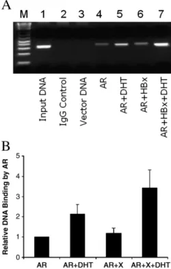 Fig. 4. Enhancement of DNA binding activity of AR by HBx. (A) The ChIP assay. Huh7 cells were co-transfected with DNA plasmids and lysed 48 h after transfection for the ChIP assay (see Materials and methods for details)