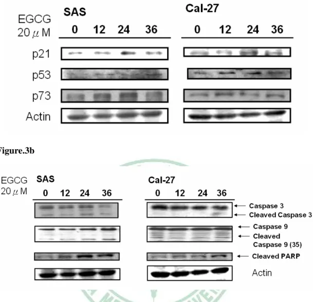 Figure 3. Effect of EGCG on cell cycle proteins and apoptosis related proteins. 