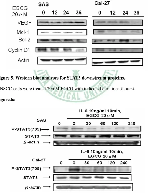 Figure 5. Western blot analyses for STAT3 downstream proteins.   