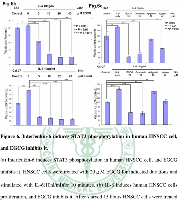 Figure 6.  Interleukin-6 induces STAT3 phosphorylation in human HNSCC cell,  and EGCG inhibits it