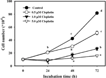 Fig. 3. The in vitro protective effect of ergothioneine (EGT) against cisplatin- cisplatin-induced growth inhibition of PC12 cells