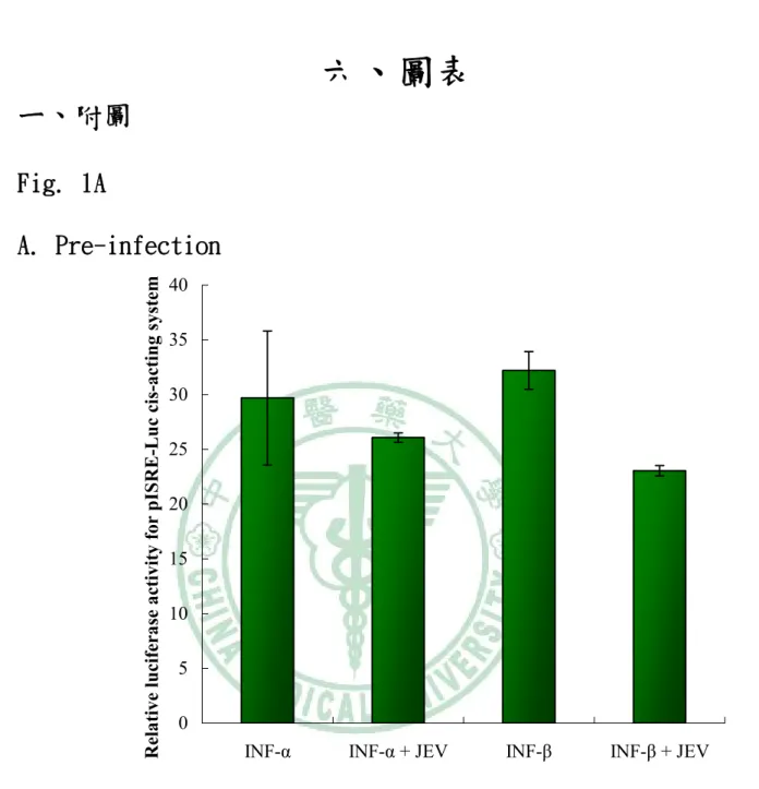 圖 1A. 細胞先治療 α/β-干擾素，在日本腦炎病毒感染時， ISRE 活性的影響  將 pISRE-luc 報導基因、pRunilla-luc 共同轉染進入 BHK-21 細胞，先 治療干擾素兩小時後再感染病毒兩小時，在偵測冷光強度。可以發現， 日本腦炎病毒的感染，使 α/β-干擾素誘發的 ISRE 啟動子活性降低程 度不太明顯。 