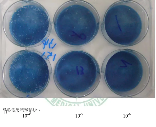 Fig. 2   圖 2. 利用病毒蝕班試驗測試病毒增幅放大後的效價  將增幅放大後的日本腦炎病毒(T1P1 strain) 序列稀釋後，再加到 6-well 單層的 BHK-21 細胞加上覆蓋液，三天後觀察及計算病毒蝕斑 (plaque)的數目並計算效價。 病毒濃度稀釋倍數：                  10-4                                     10 -5                               10 -6