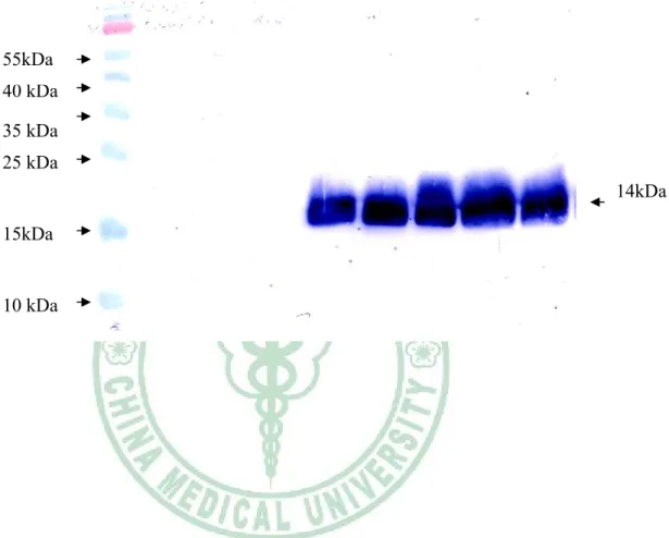 Fig. 9B  B.  圖 9B 以西方墨點法鑑定經FPLC純化後NS4A 蛋白。  將500ml加入IPTG的菌液於16℃培養五小時，經離心及超音波震盪後再 離心，將上清液通過含有鎳離子的親和性管柱。再用100mM imidazole、 400mM imidarzole沖洗管柱。得到大小約為14KDa的NS4A日本腦炎蛋白。 以western-blot檢測純化後的蛋白 10 kDa 35 kDa 15kDa 25 kDa 40 kDa 55kDa  14kDa 